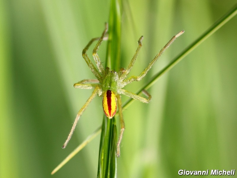 Serie di Araneae del Parco del Ticino